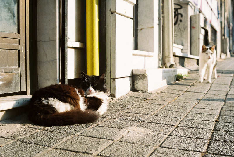 【激安優惠】Kodak UltraMax 400 ISO 36exp 135 彩色負片菲林底片