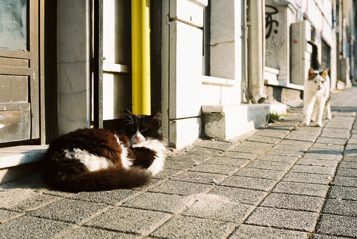 【激安優惠】Kodak UltraMax 400 ISO 36exp 135 彩色負片菲林底片